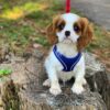 WhatsApp Image 2026-06-09 at 01.40.02 king charles cavalier puppies