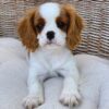 WhatsApp Image 2026-06-09 at 01.40.04 (1) king charles cavalier puppies