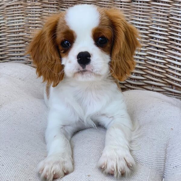 WhatsApp Image 2026-06-09 at 01.40.04 (1) king charles cavalier puppies