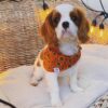WhatsApp Image 2026-06-09 at 01.40.04 king charles cavalier puppies