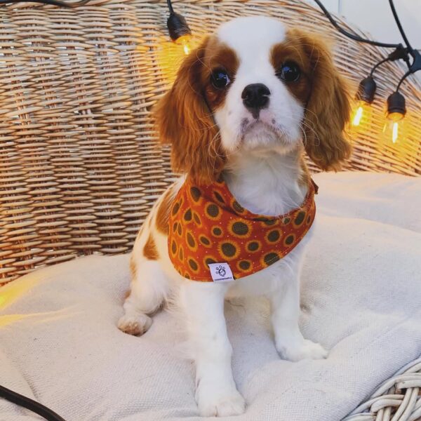 WhatsApp Image 2026-06-09 at 01.40.04 king charles cavalier puppies