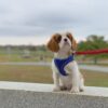 WhatsApp Image 2026-06-09 at 01.40.05 king charles cavalier puppies