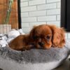 Female Cavalier Puppy
