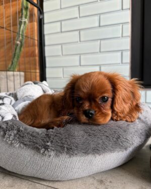 Female Cavalier Puppy