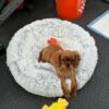 Female Cavalier Puppy
