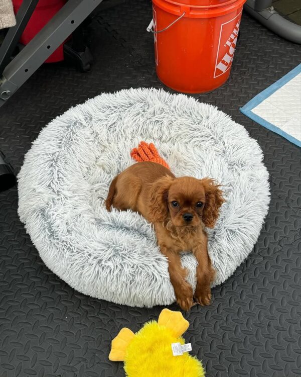 Female Cavalier Puppy