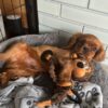 Female Cavalier Puppy