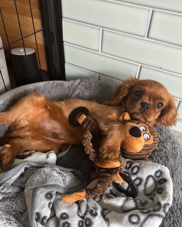 Female Cavalier Puppy