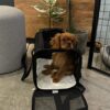 Female Cavalier Puppy