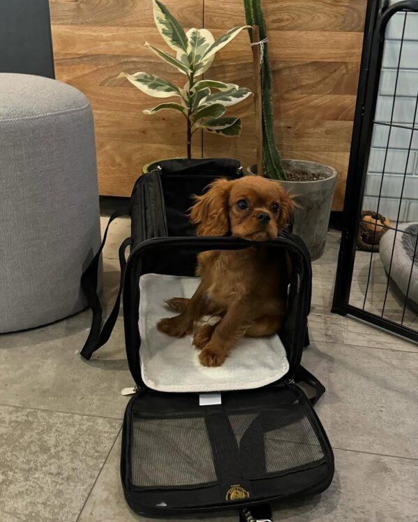Female Cavalier Puppy
