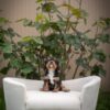 king  Cavalier Puppy