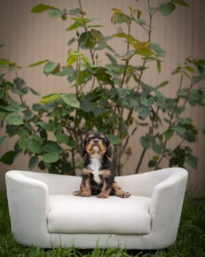 king  Cavalier Puppy