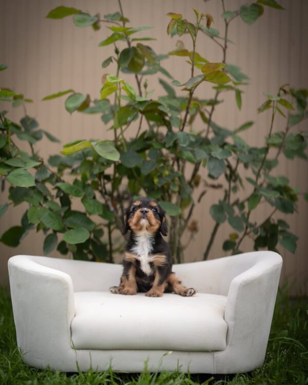 king  Cavalier Puppy