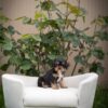 king  Cavalier Puppy