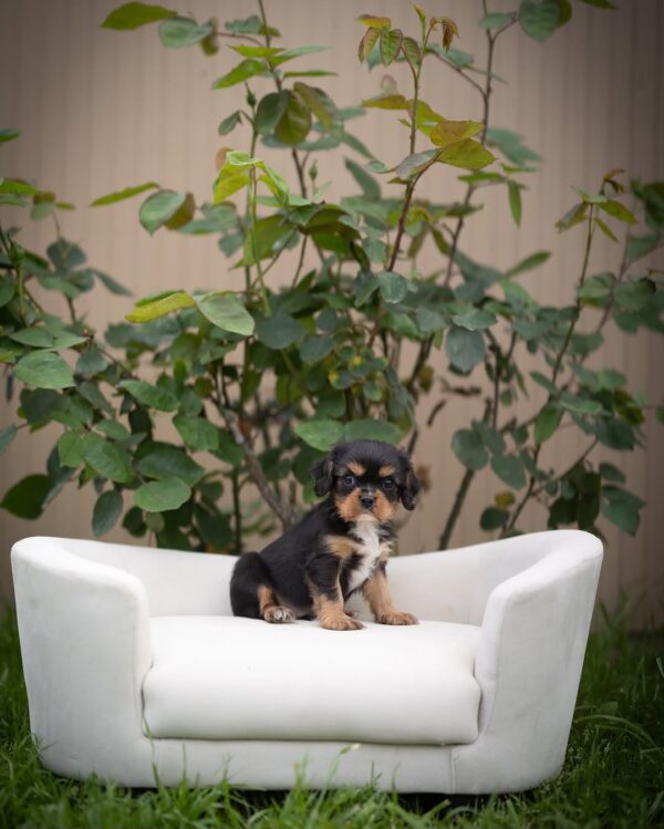 king  Cavalier Puppy