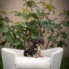king  Cavalier Puppy