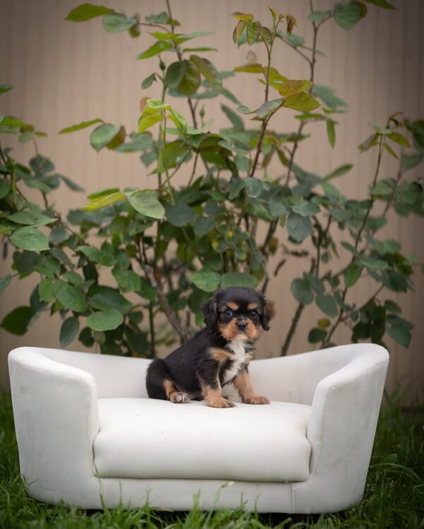 king  Cavalier Puppy