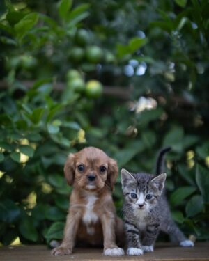 king Charles Cavalier Puppy