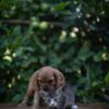 WhatsApp Image 2026-06-09 at 02.09.34 king Charles Cavalier Puppy
