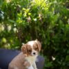 Blenheim Cavalier Puppies