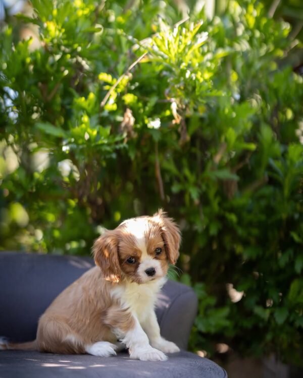 Blenheim Cavalier Puppies