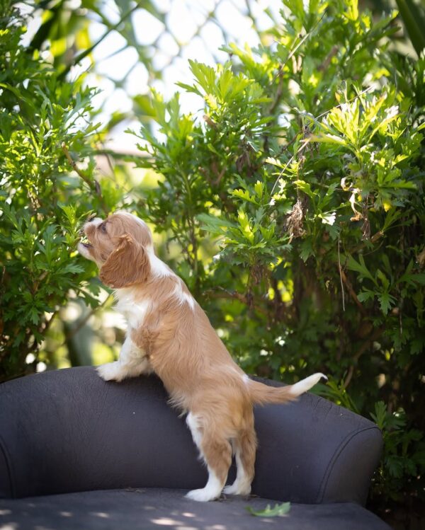 Blenheim Cavalier Puppies