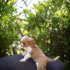 Blenheim Cavalier Puppies