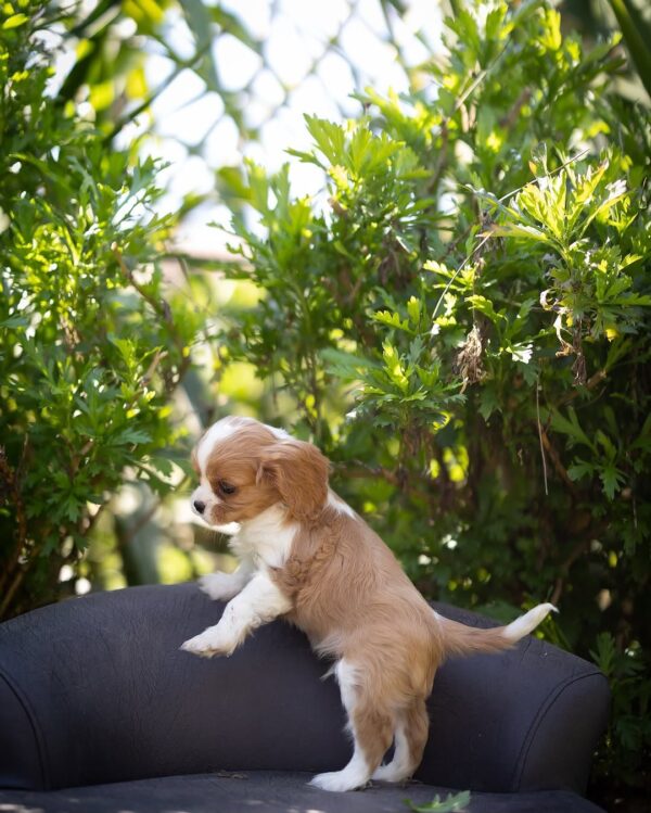Blenheim Cavalier Puppies