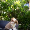 Blenheim Cavalier Puppies