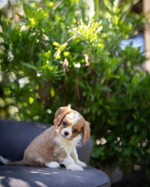 Blenheim Cavalier Puppies