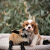 Cavalier Puppies for Sale