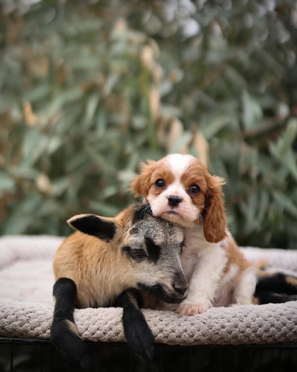 Cavalier Puppies for Sale