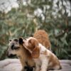 Cavalier Puppies for Sale