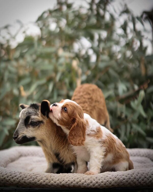 Cavalier Puppies for Sale