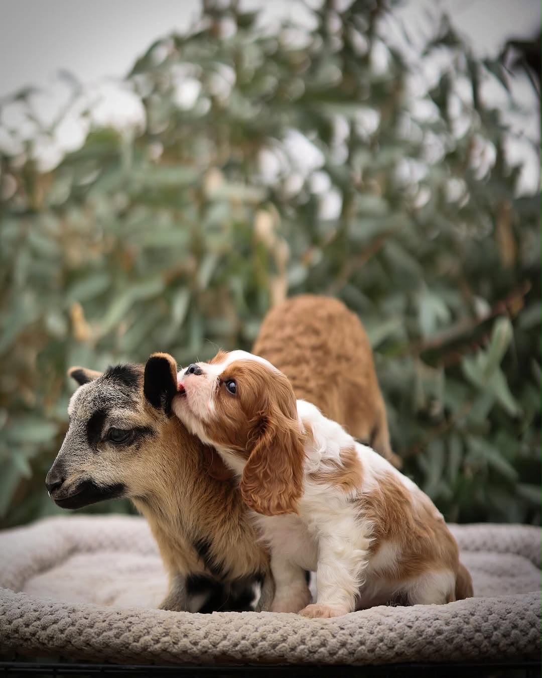 Cavalier Puppies for Sale