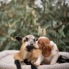 Cavalier Puppies for Sale