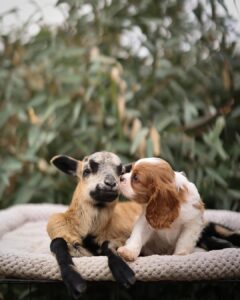 Cavalier Puppies for Sale