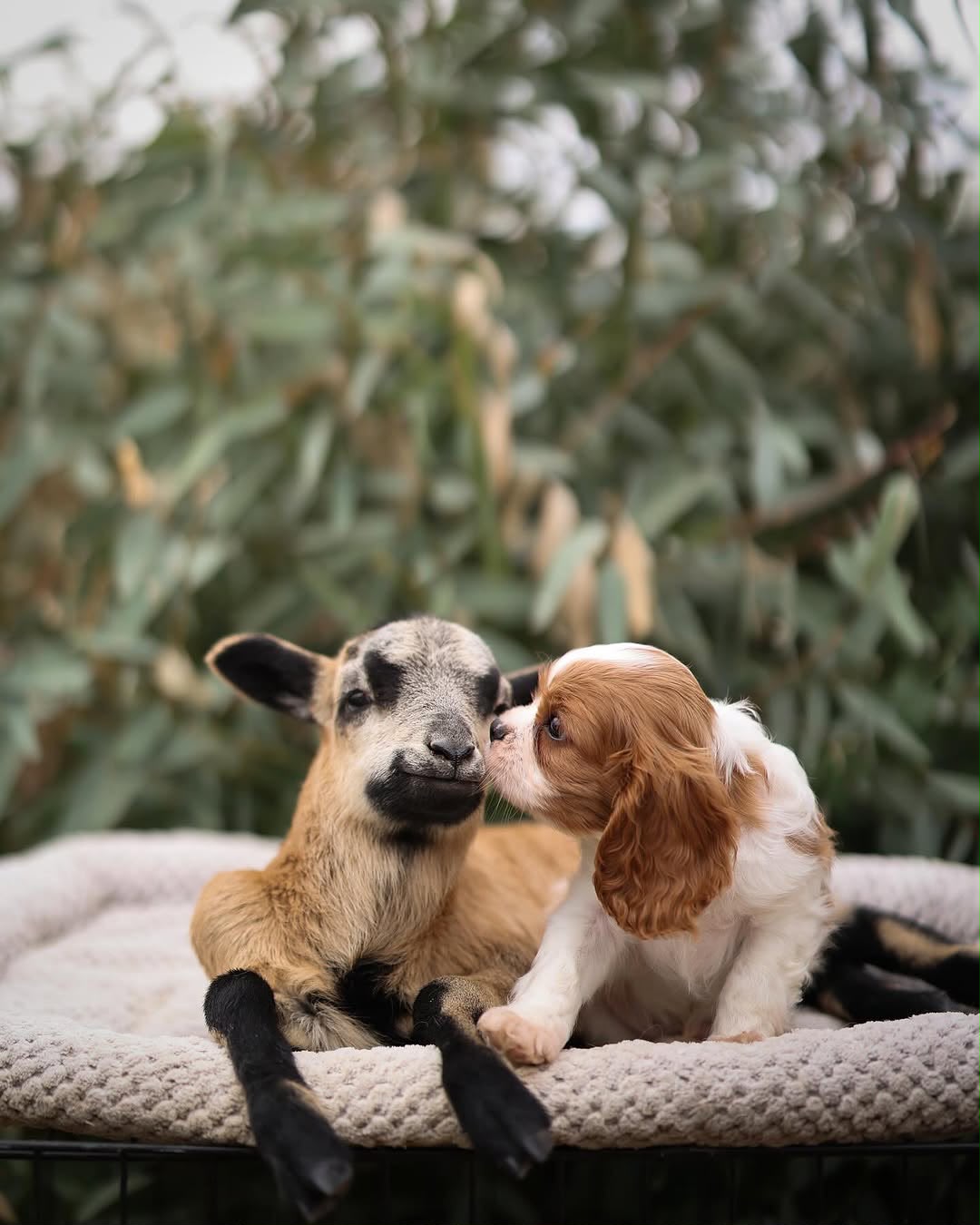 Cavalier Puppies for Sale