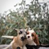 Cavalier Puppies for Sale