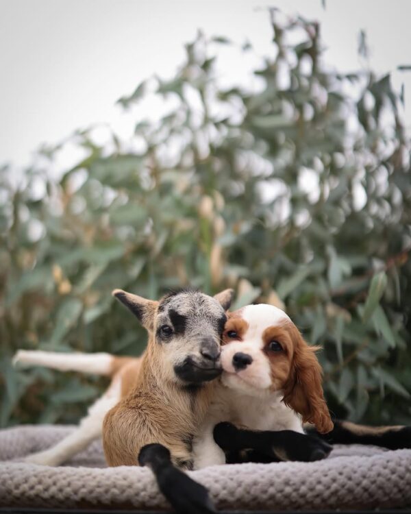 Cavalier Puppies for Sale